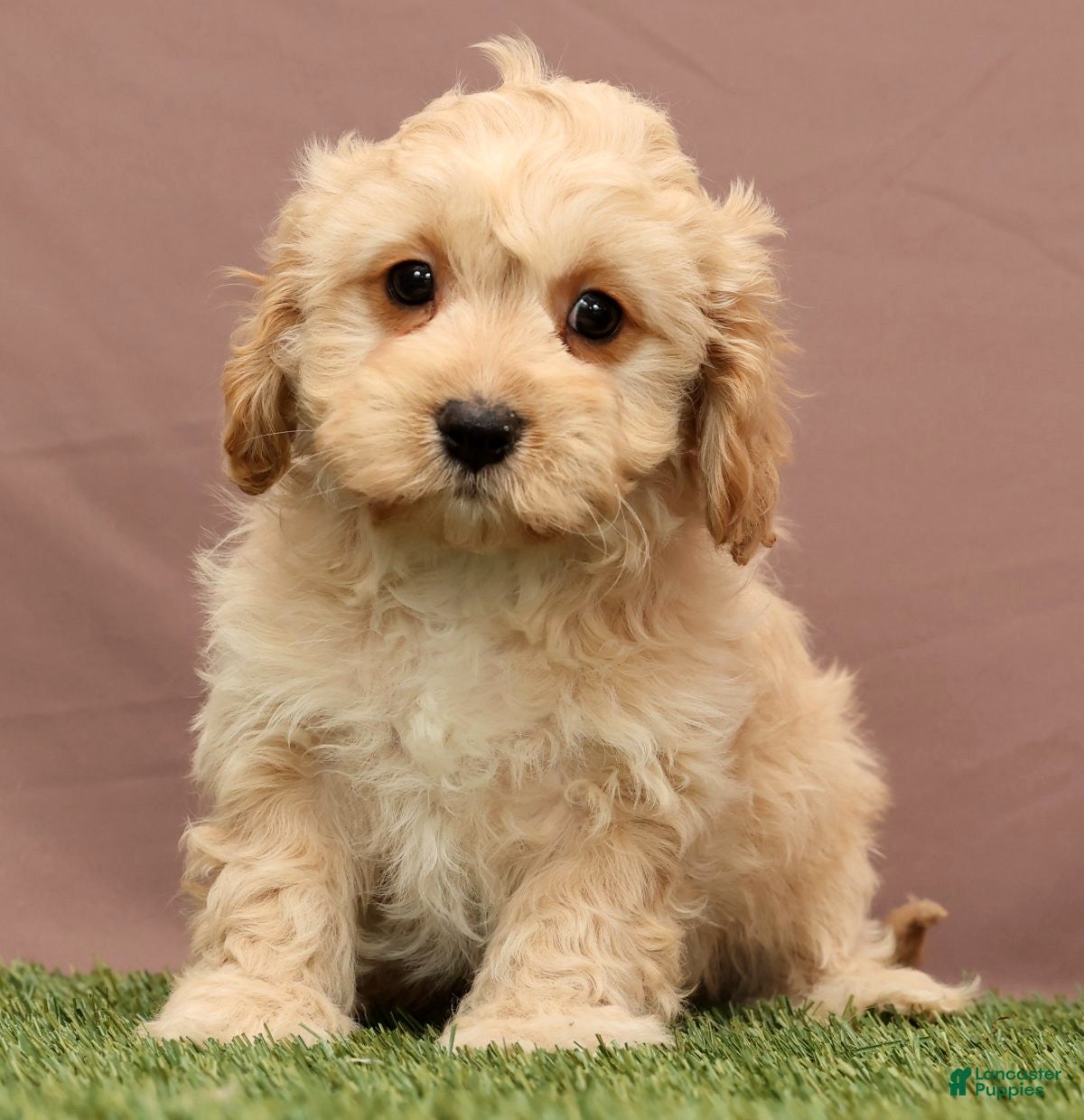 Cavapoo dogs James - Ad 6