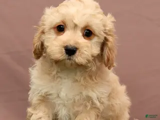 Cavapoo dogs James - Ad 10
