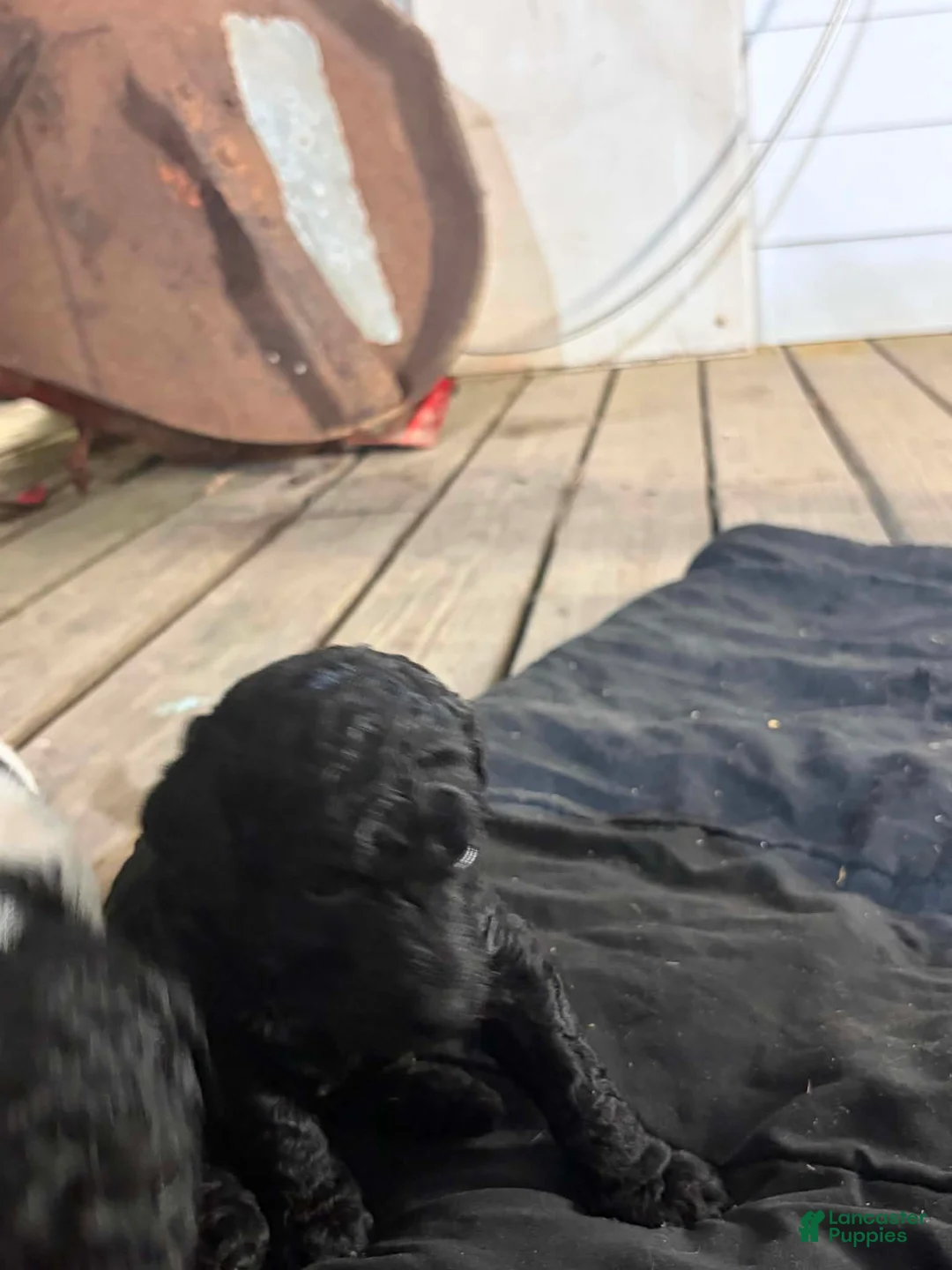 Standard Poodle dogs for sale: Standard Poodle 5 - Ad 2