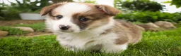 Welsh Corgi Pembroke dogs for sale: Rex - Ad 5