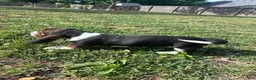 Basset Hound dogs for sale: Newt  - Ad 4