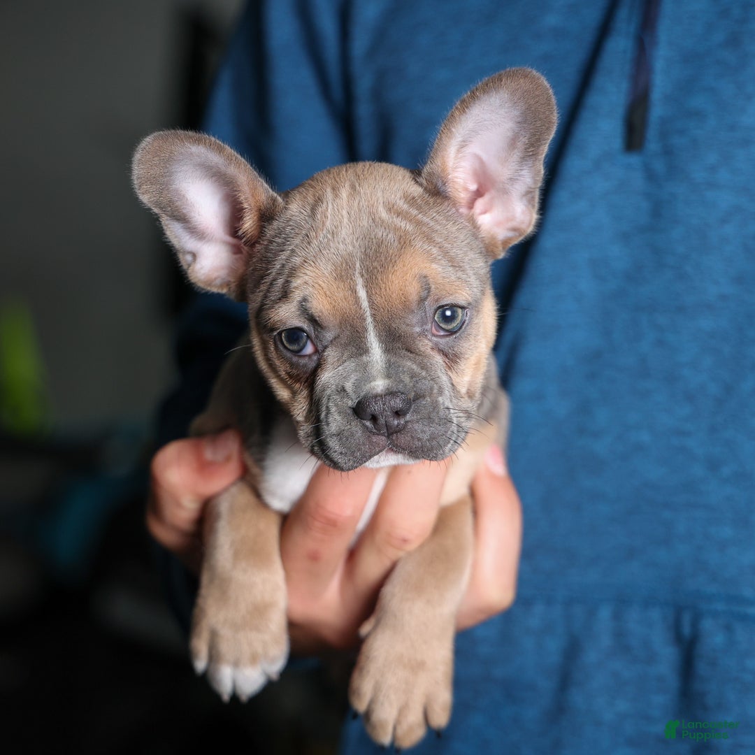 Frenchton dogs for sale: NEVA - Ad 3