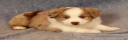 Miniature Australian Shepherd dogs for sale: Fraser - Ad 8