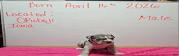 American Bully dogs for sale: American Bully Puppy 10 - Ad 2