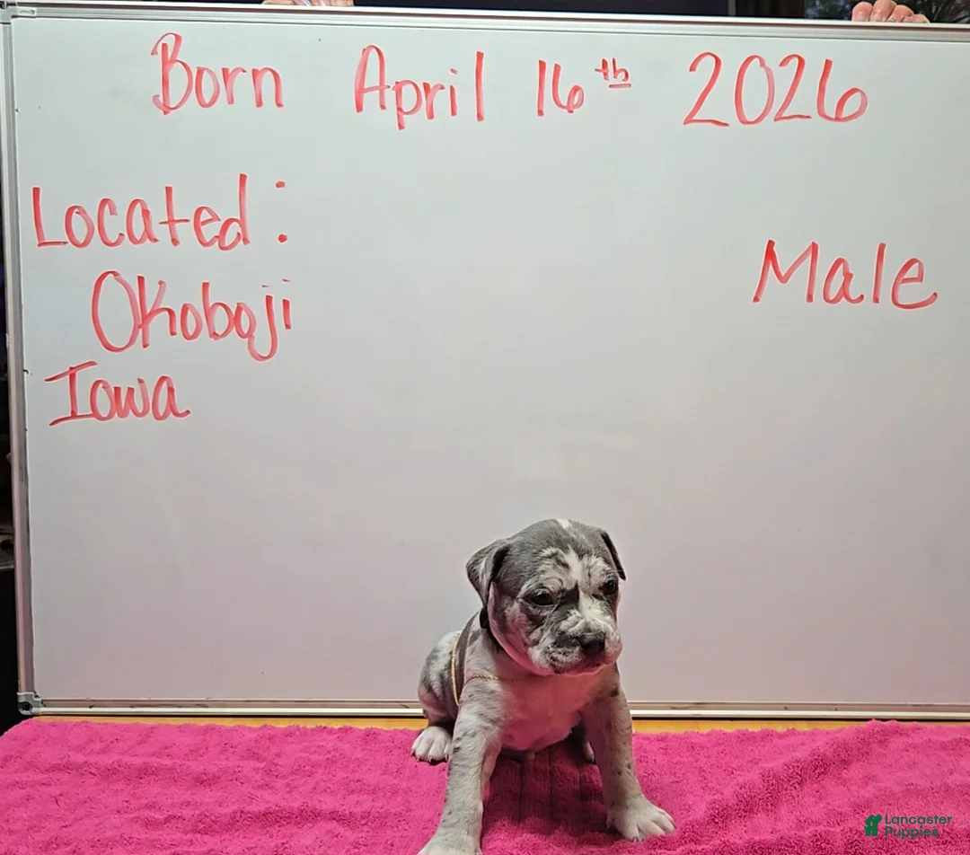 American Bully dogs for sale: American Bully Puppy 10 - Ad 2