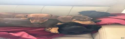 Dachshund dogs for sale: Teddy - Ad 12