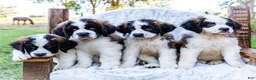 Saint Bernard dogs for sale: Cody - Ad 9