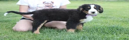 Bernese Mountain Dog dogs for sale: Moose  - Ad 7