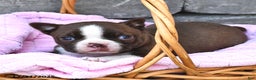 Boston Terrier dogs for sale: Dawn  - Ad 1