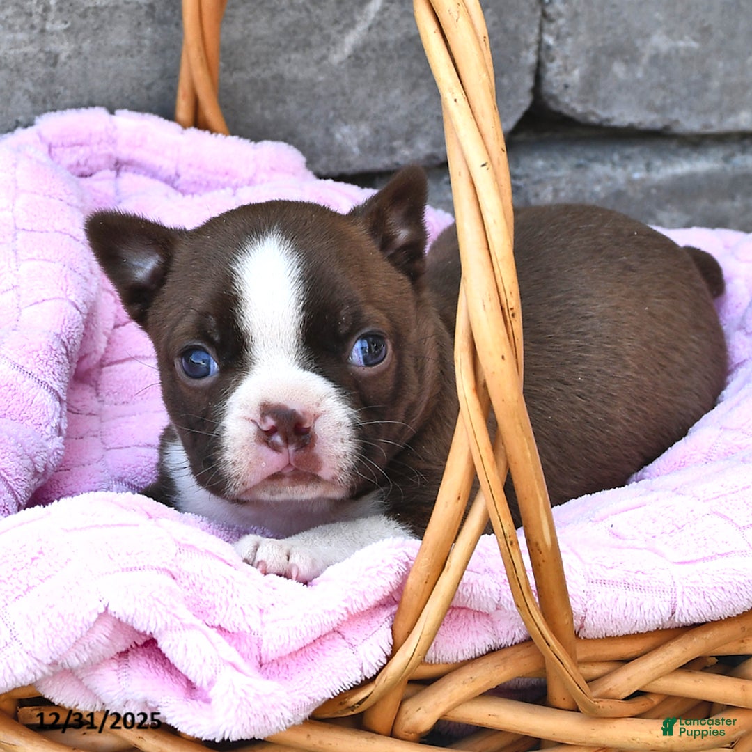 Boston Terrier dogs for sale: Dawn  - Ad 1
