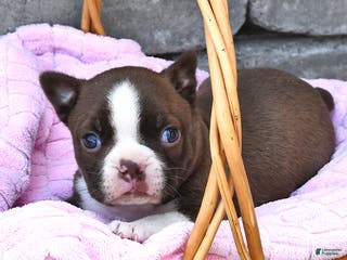 Boston Terrier dogs Dawn - Ad 12
