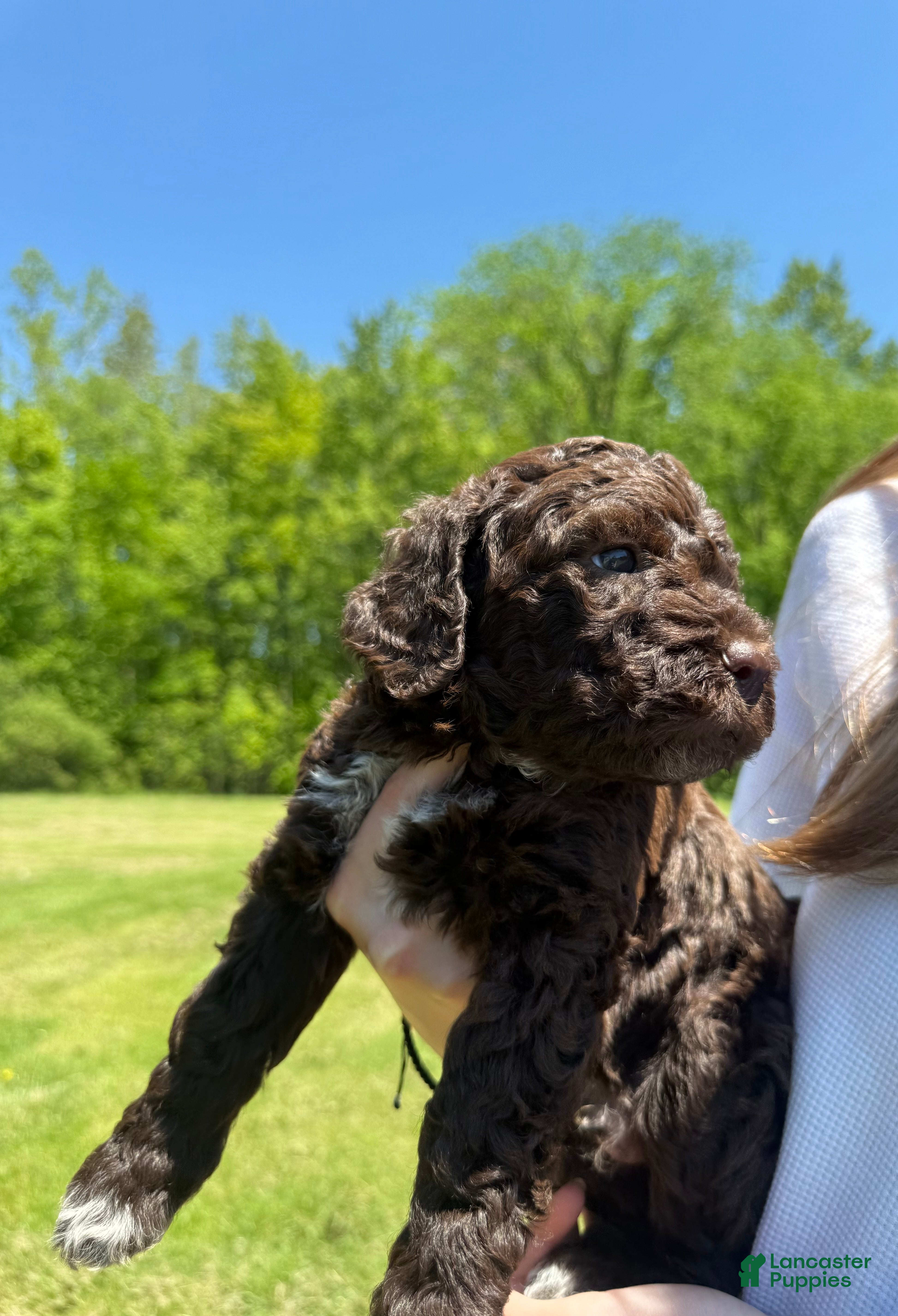 Lagotto Romagnolo dogs Lagotto Romagnolo Puppy 3 - Ad 14