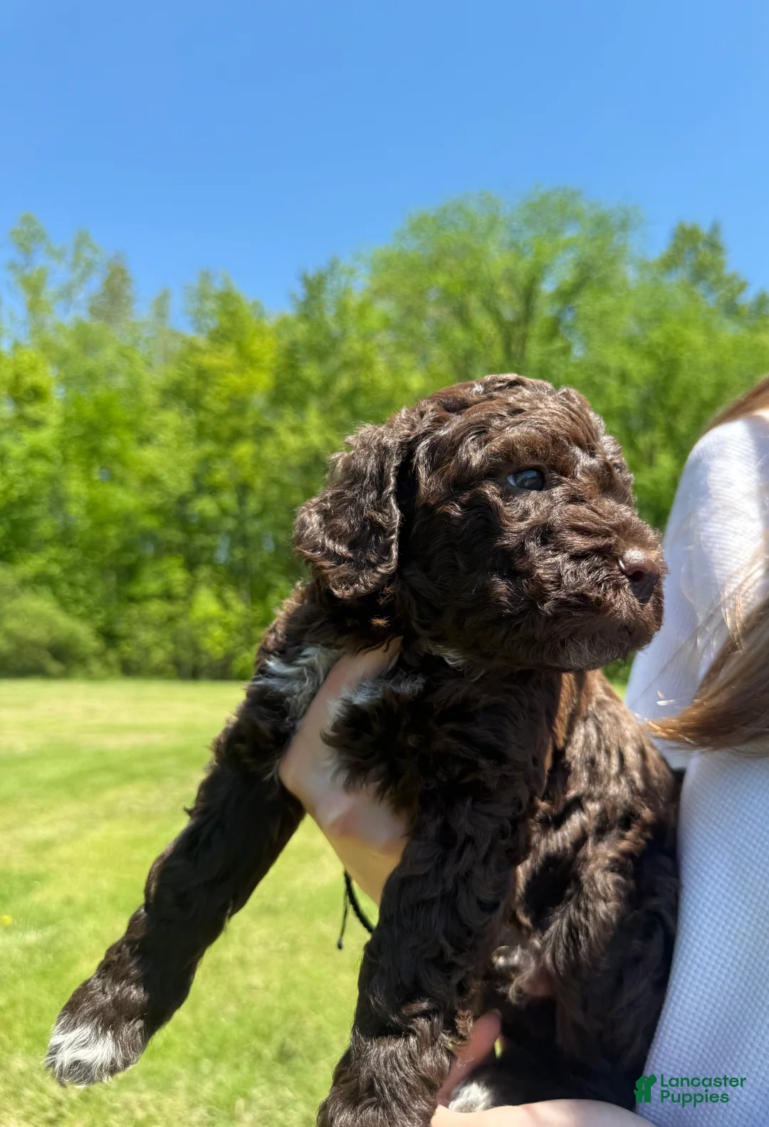 Lagotto Romagnolo dogs for sale: Lagotto Romagnolo Puppy 3 - Ad 1