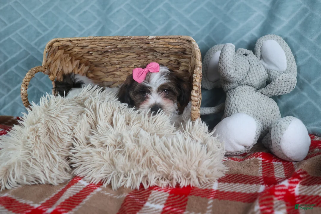 Teddy Bear dogs for sale: GABBY - Ad 7