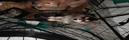 Mixed Breed dogs for sale: Mixed Breed 5 - Ad 4