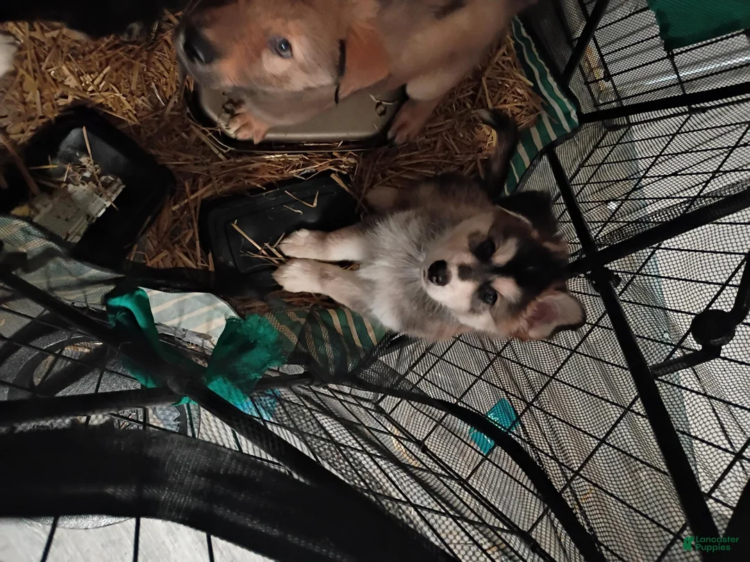 Mixed Breed dogs for sale: Mixed Breed 5 - Ad 4
