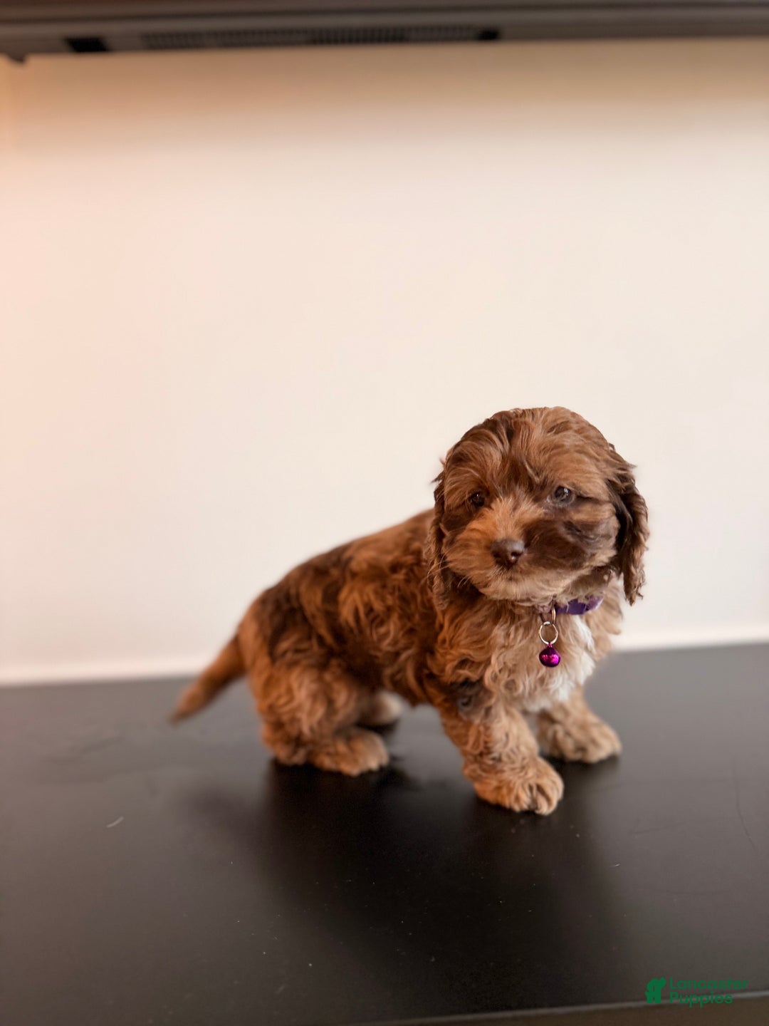 Cockapoo dogs for sale: Mocha - Ad 4