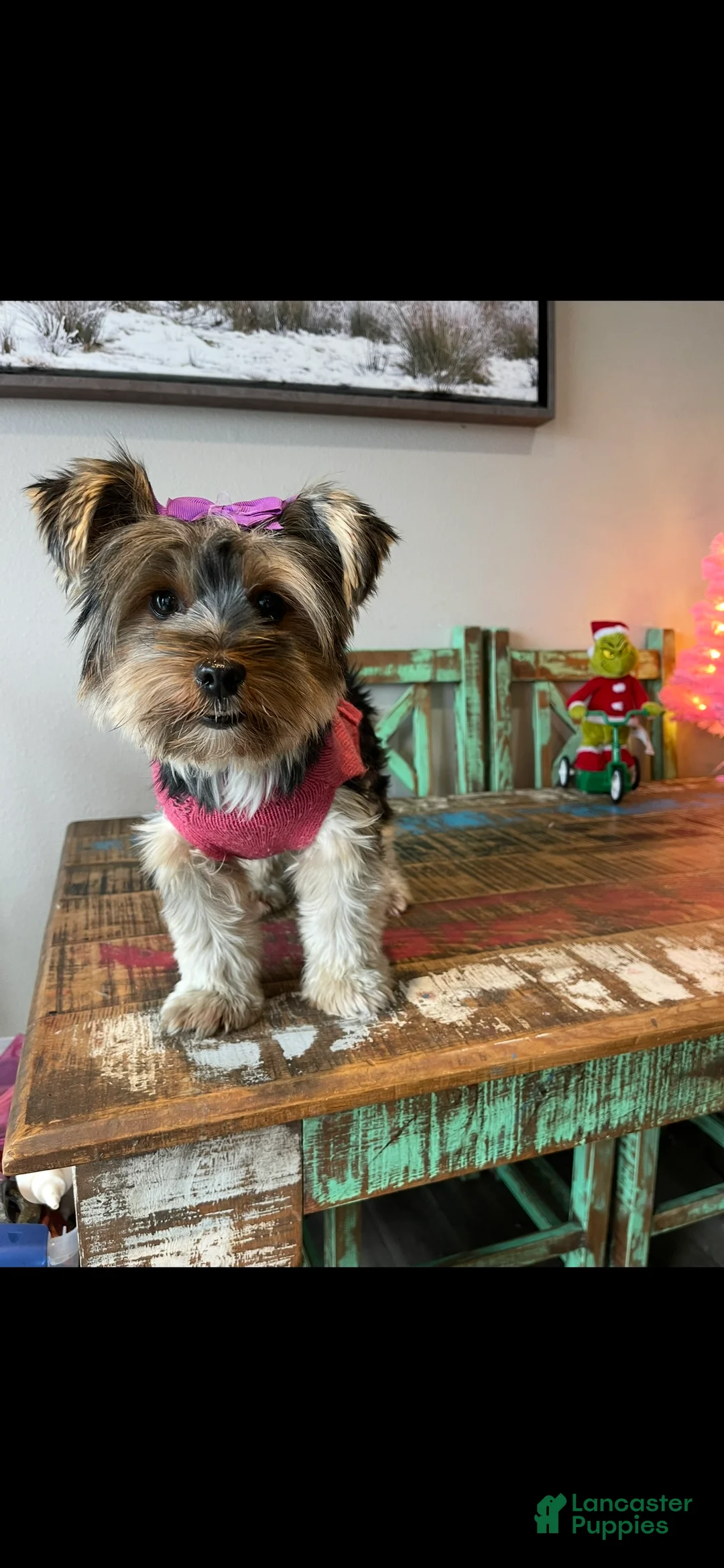 Yorkshire Terrier dogs for sale: Mable - Ad 7