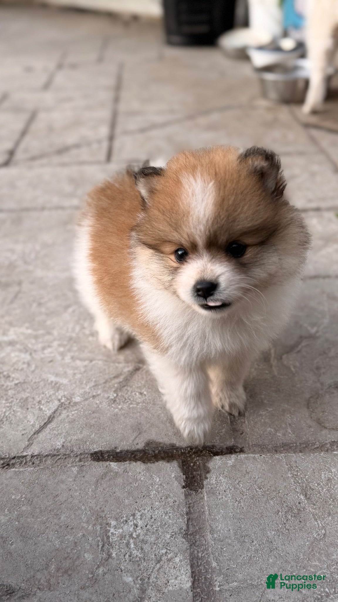 Pomeranian dogs Pomeranian 1 - Ad 2