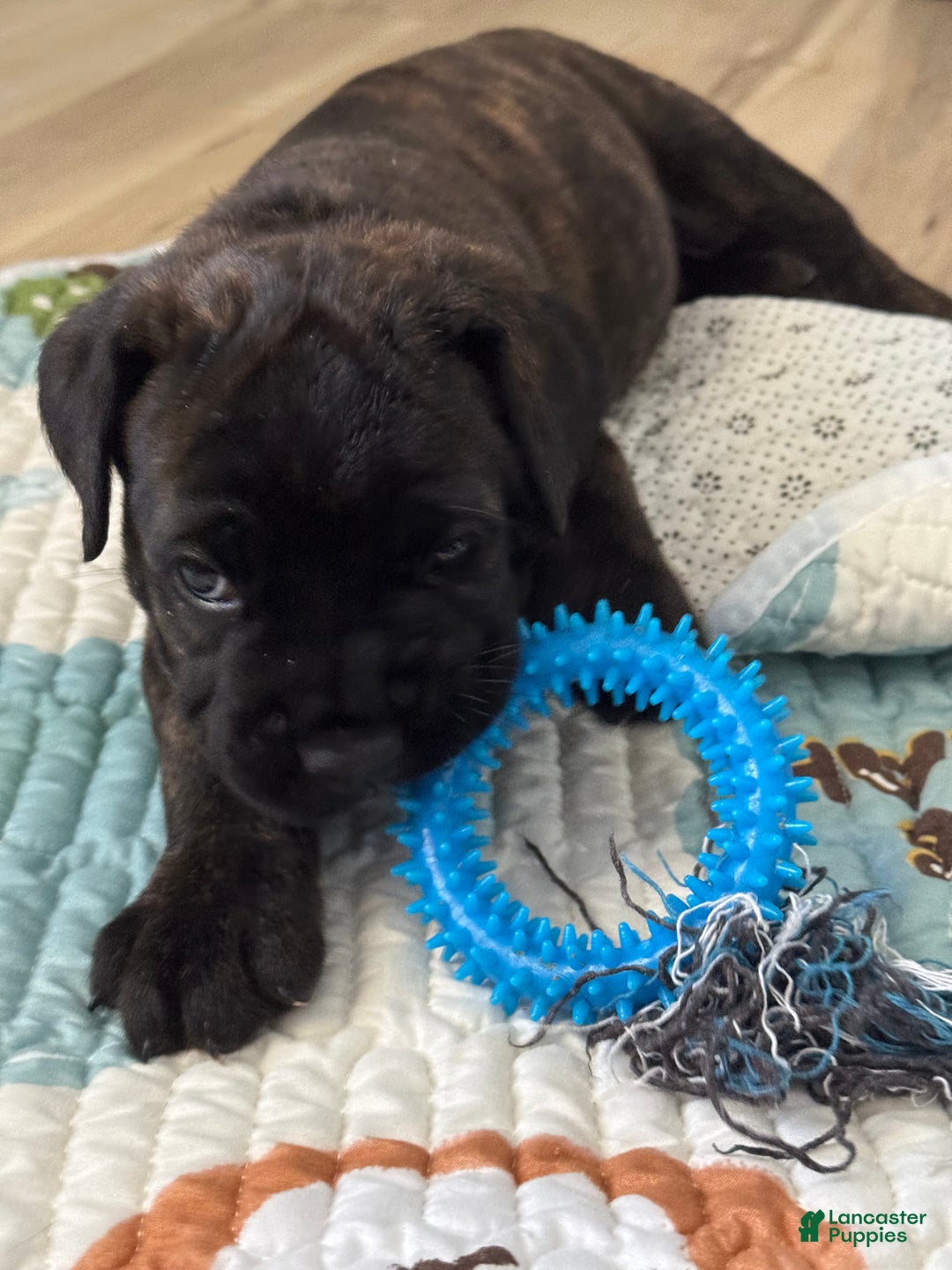 Cane Corso dogs for sale: Remy - Ad 1