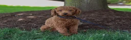 Cavapoo dogs for sale: Luna - Ad 6