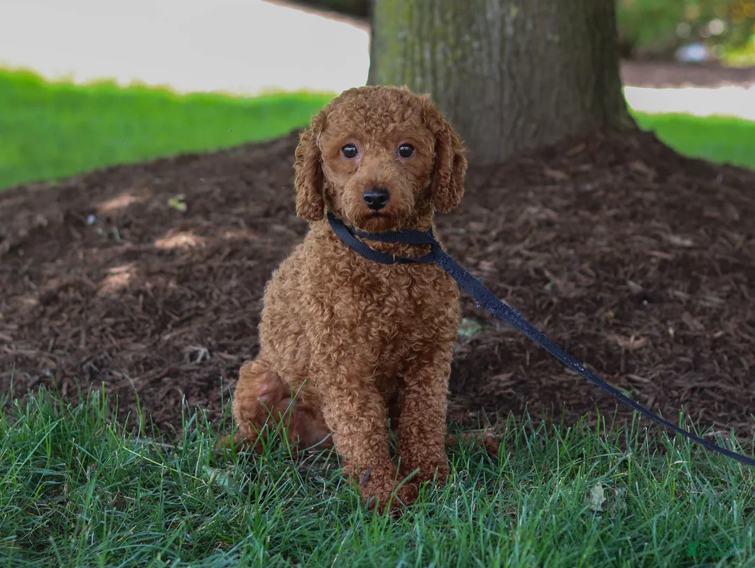 Cavapoo dogs for sale: Luna - Ad 6