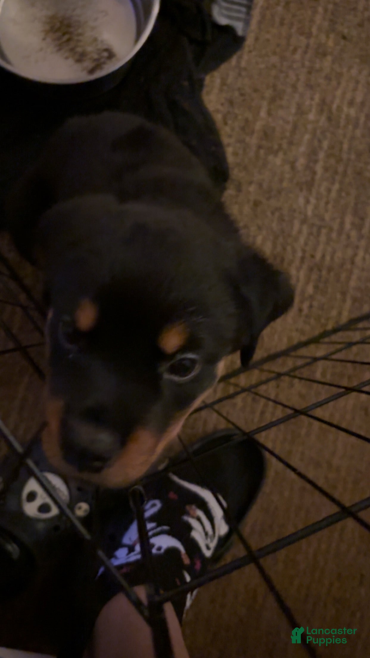 Rottweiler dogs Rottweiler Puppy 1 - Ad 14