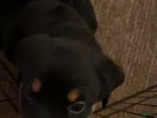 Rottweiler dogs Rottweiler Puppy 1 - Ad 14