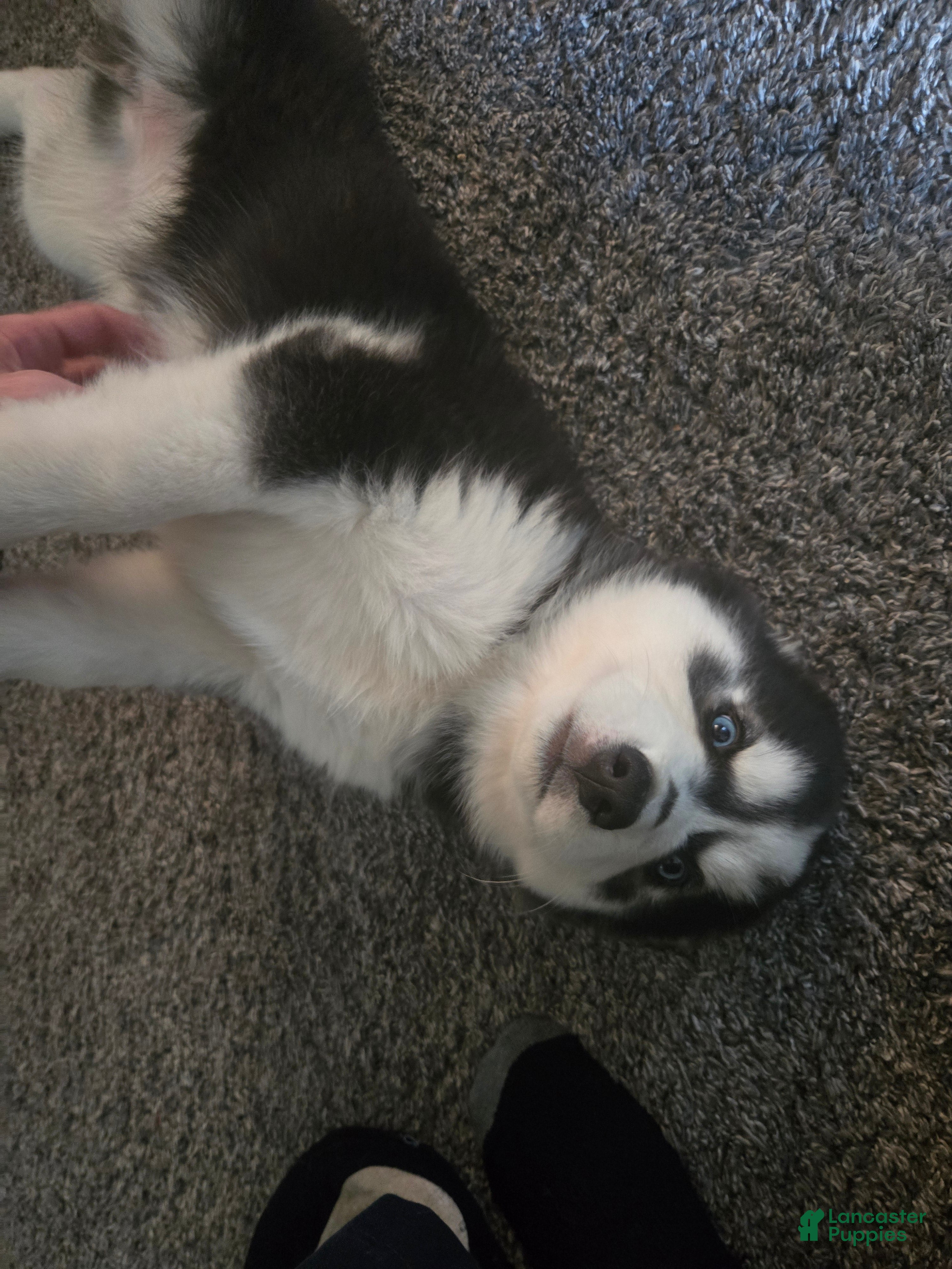 Siberian Husky dogs Girlie - Ad 2