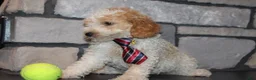 Mini Goldendoodle dogs for sale: Mini Ziggy - Ad 12