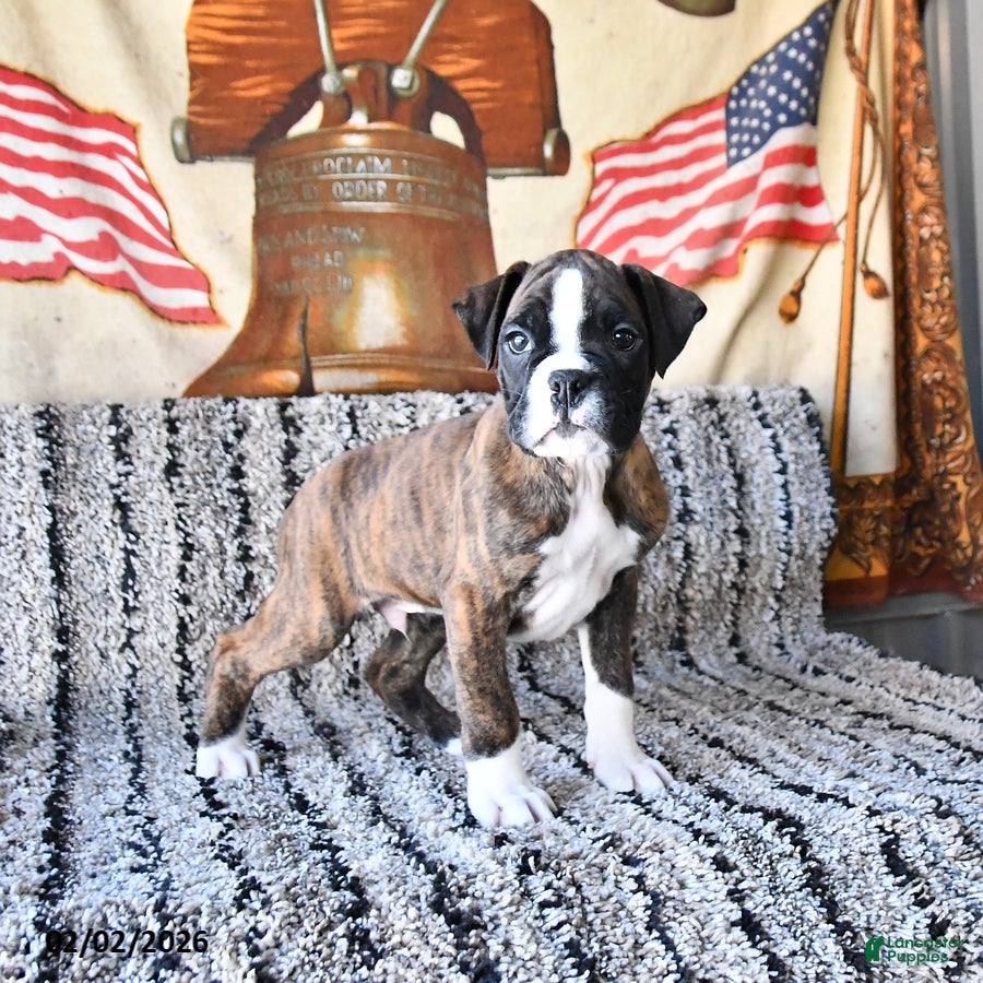 Boxer dogs Bubba - Ad 25