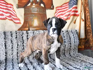 Boxer dogs Bubba - Ad 25