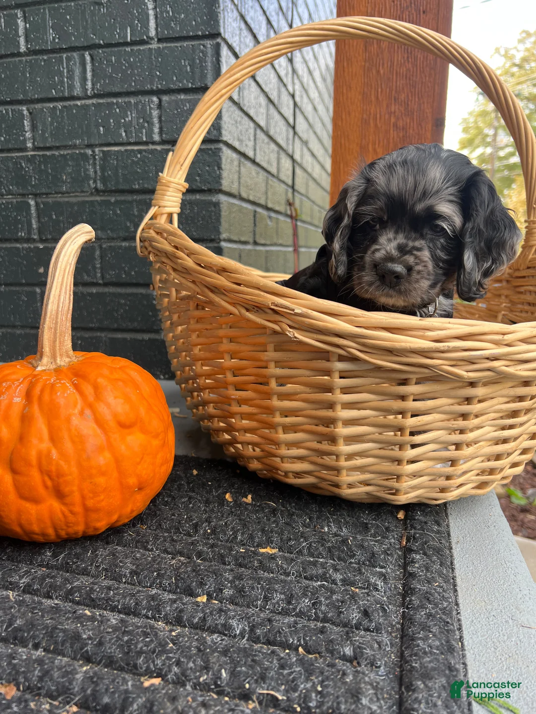Cocker Spaniel dogs for sale: 🌪️🖤simon🌪️🖤 - Ad 2