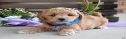 Maltipoo dogs for sale: Bentley  - Ad 5