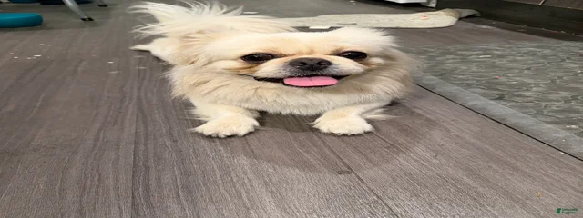 Rufus