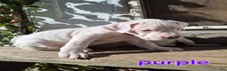 Dogo Argentino dogs for sale: Dogo Argentino Puppy 7 - Ad 2