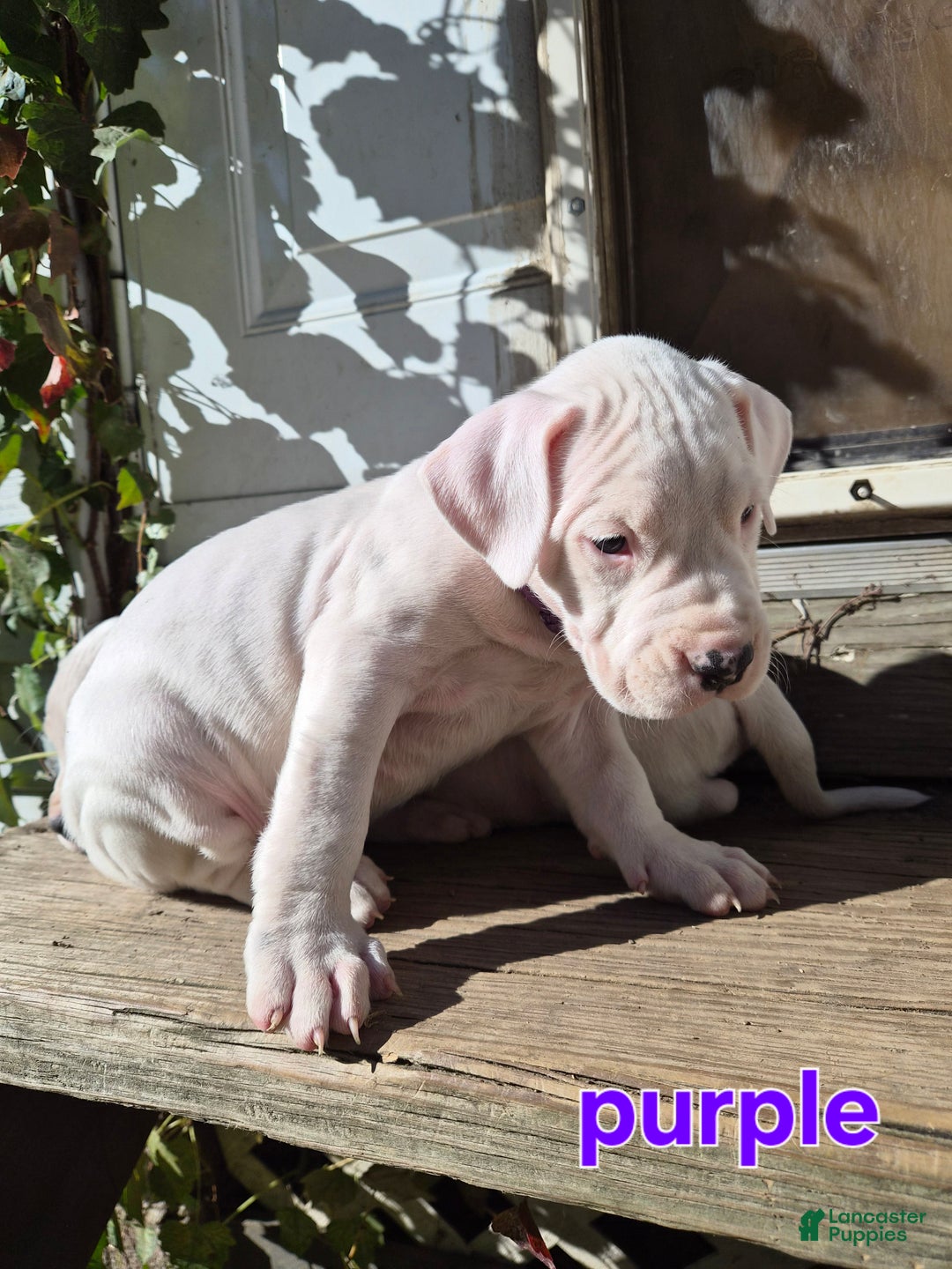 Dogo Argentino dogs for sale: Dogo Argentino Puppy 7 - Ad 2