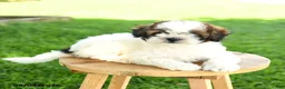 Maltipoo dogs for sale: Charlie - Ad 2