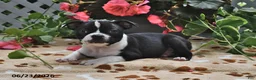 Boston Terrier dogs for sale: Lucy - Ad 3