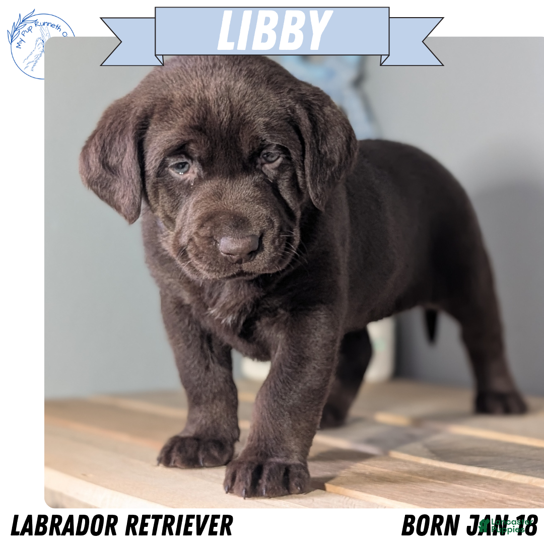 Labrador Retriever dogs Libby - Ad 1
