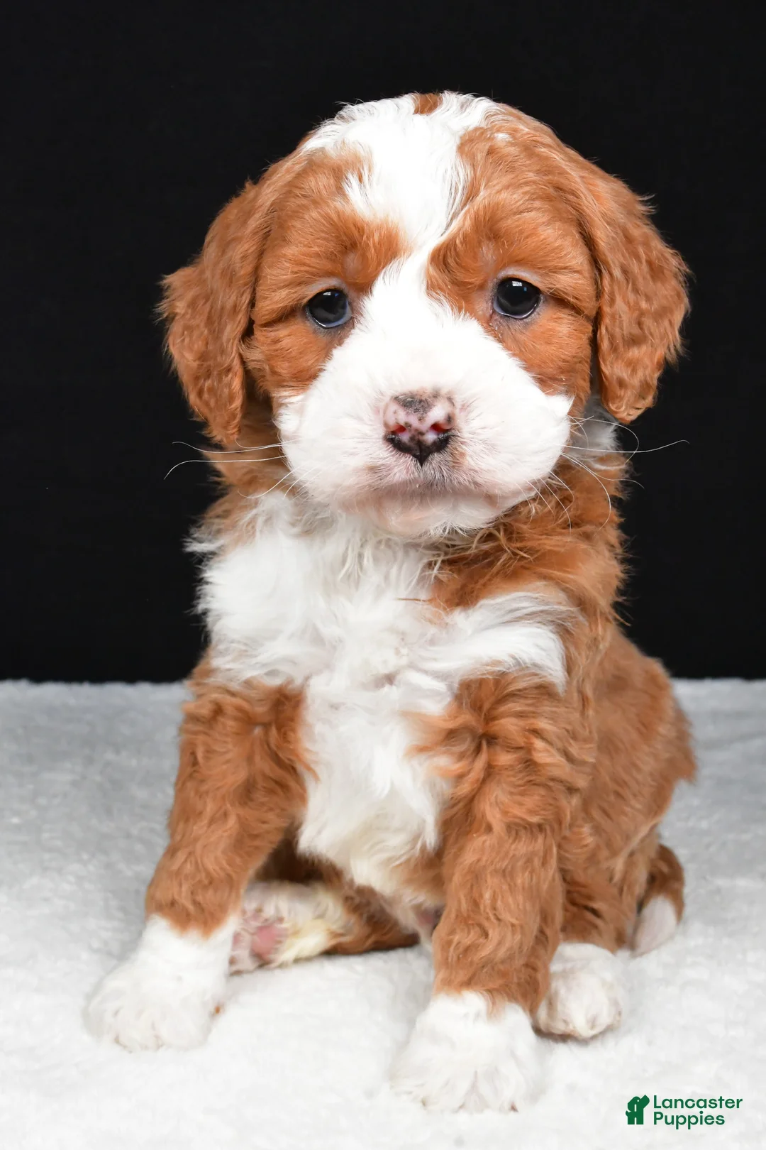 Mini Goldendoodle dogs for sale: Bentley - Ad 3