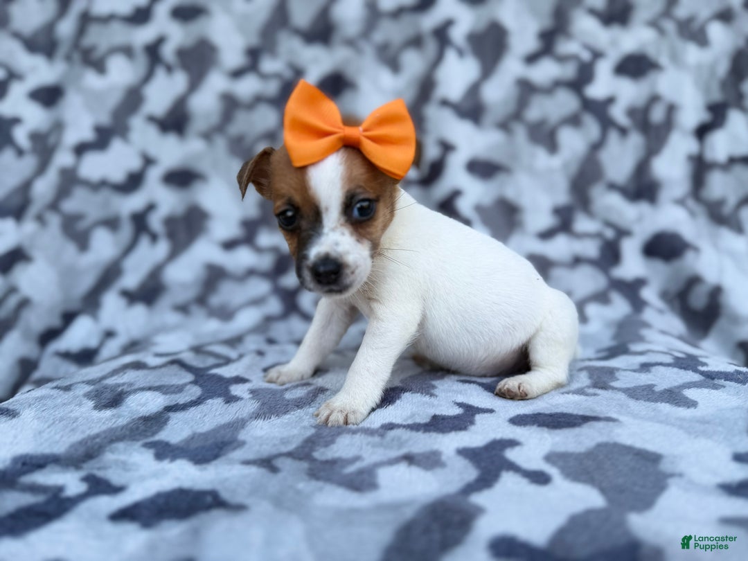 Jack Russell Terrier dogs for sale: Blakeleigh - Ad 5