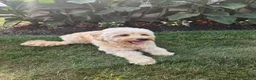 Mini Goldendoodle dogs for sale: Meadow - Ad 5