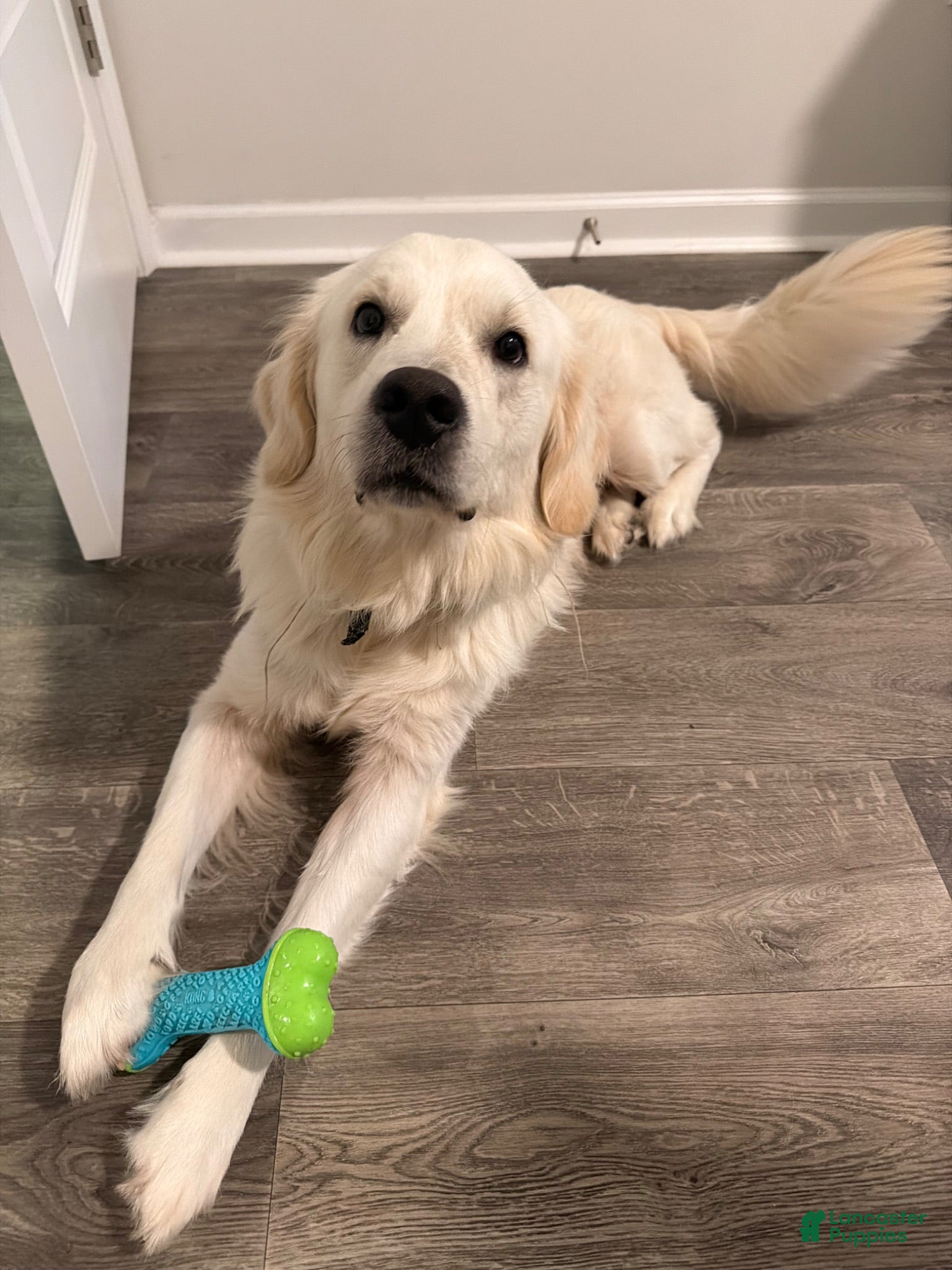 Golden Retriever dogs Golden Retriever 1 - Ad 2