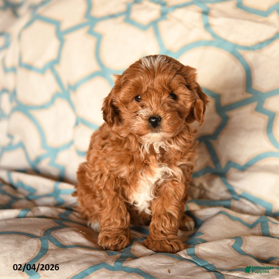 Cockapoo dogs Mindy - Ad 38