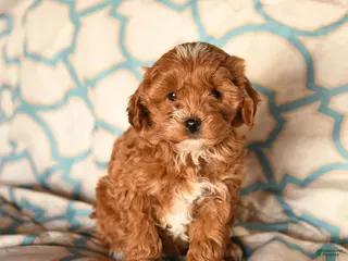 Cockapoo dogs Mindy - Ad 38