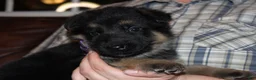 German Shepherd dogs for sale: Chloe, lilac collar - Ad 3