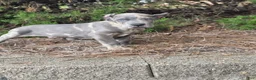 Cane Corso dogs for sale: CLOUD BLUE - Ad 6