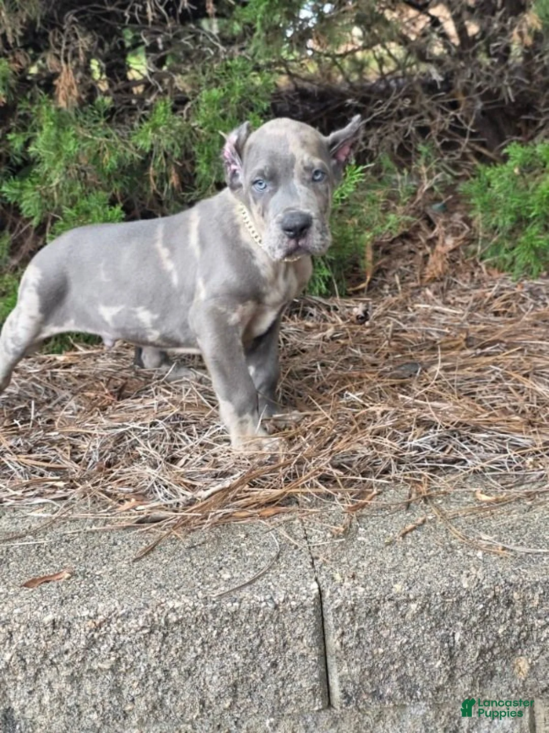 Cane Corso dogs for sale: CLOUD BLUE - Ad 6