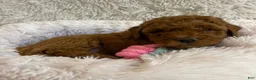 Toy Poodle dogs for sale: Coco - Ad 4